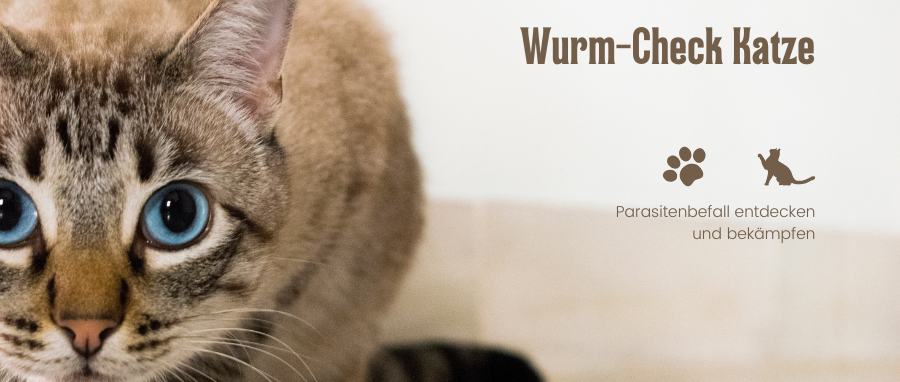 Wurmtest Katze – stressfrei mit dem GenoLine Liquid-Check