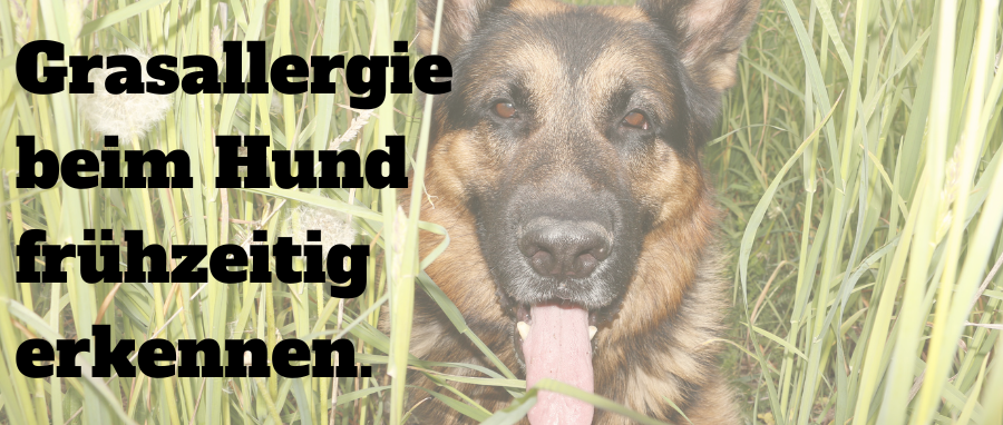 Grasallergie beim Hund sicher und frühzeitig erkennen