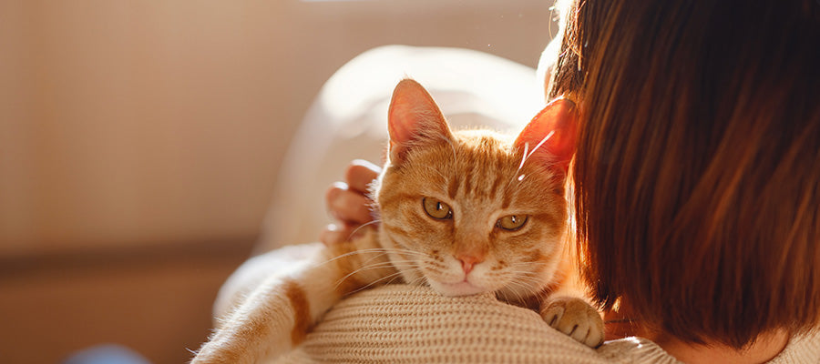 Allergien bei Katzen erkennen