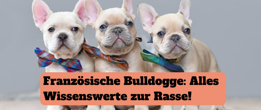 Französische Bulldogge: Alles Wissenswerte zur Rasse!