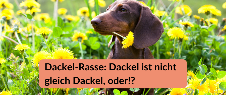 Dackel-Rasse: Dackel ist nicht gleich Dackel, oder!?