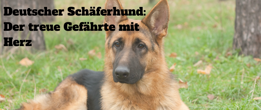 Deutscher Schäferhund: Der treue Gefährte mit Herz