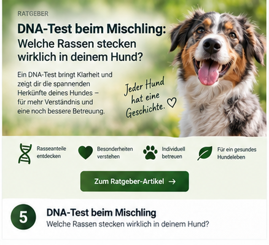 DNA-Test beim Mischling: Welche Rassen stecken wirklich in deinem Hund?