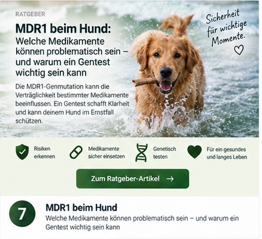MDR1 beim Hund: Welche Medikamente können problematisch sein – und warum ein Gentest wichtig sein kann