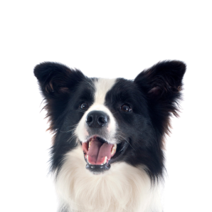 Hund