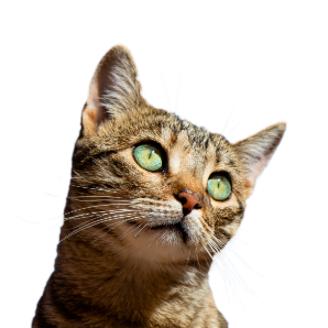 Katze