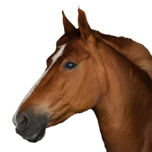 Pferd